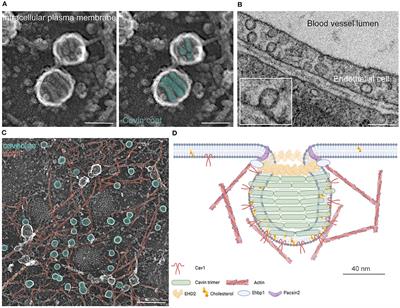 Energy and Dynamics of Caveolae Trafficking